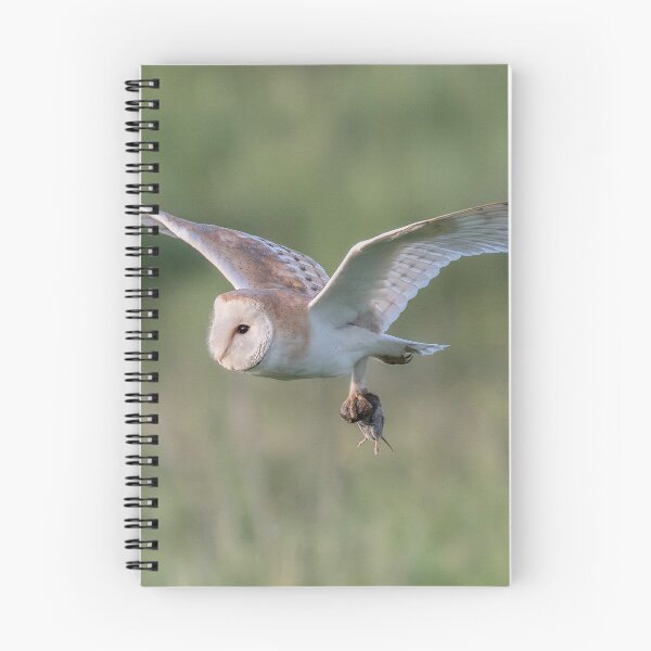 Item preview, Barn owl with its prey designed and sold by tynesidephotos.