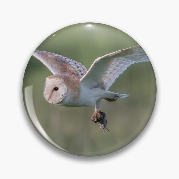 Item preview, Barn owl with its prey designed and sold by tynesidephotos.