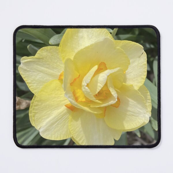 Item preview, Double Daffodil Yellow and Orange Narcissus Flower designed and sold by greyforaday.
