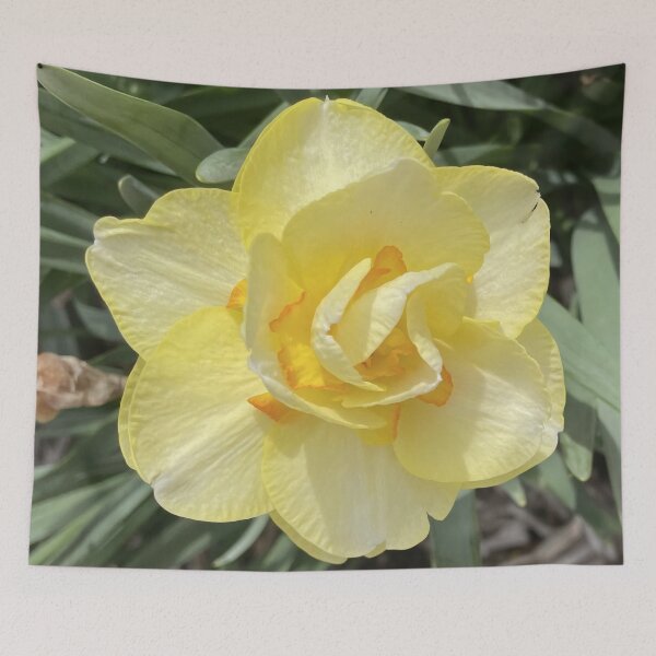 Item preview, Double Daffodil Yellow and Orange Narcissus Flower designed and sold by greyforaday.
