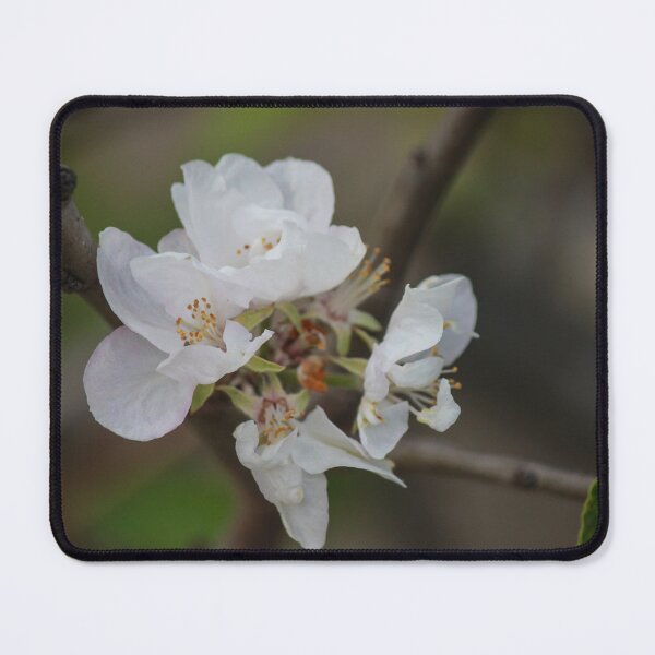 Item preview, Delicate White Blossom On Branch With Soft Spring Bokeh Background designed and sold by Nmallia.