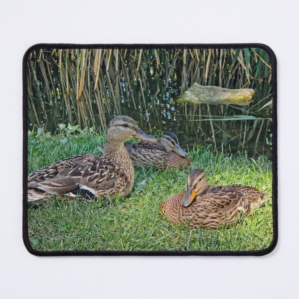 Item preview, Brown ducks by a reedy pond designed and sold by psychoshadow.