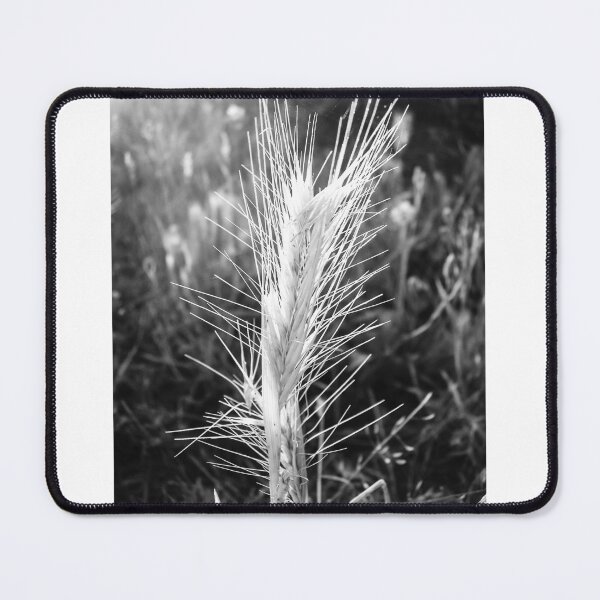 Item preview, Black and White Close-Up of Wild Wheat Grass Spike in Sunlit Field Showing Texture and Detail designed and sold by Nmallia.