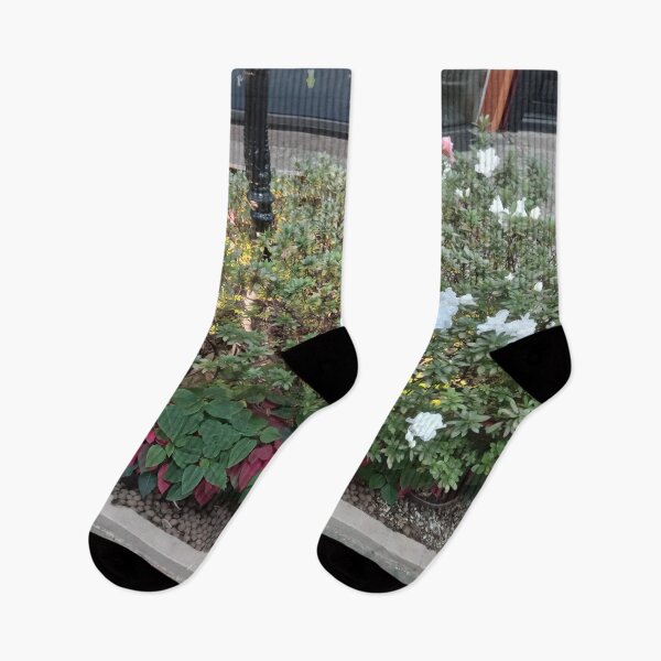 Item preview, Blooming Azaleas and Poinsettias in Urban Garden designed and sold by André Ramos Ielo.