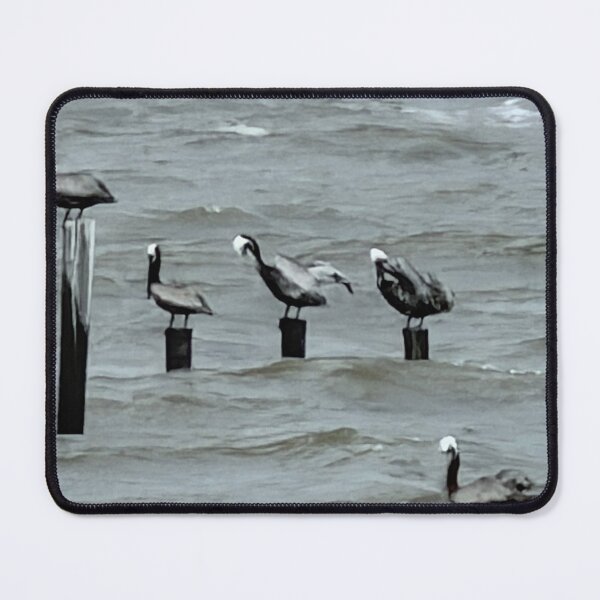 Item preview, Brown Pelicans Perched on Beach Posts. designed and sold by Pearls1.