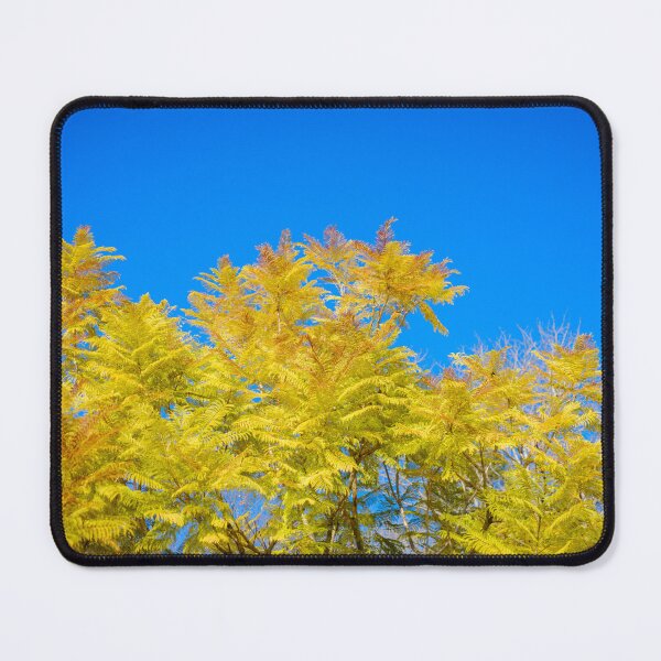 Item preview, Winter Foliage of Jacaranda Trees in Fujieda, Japan designed and sold by Pix4Japan.