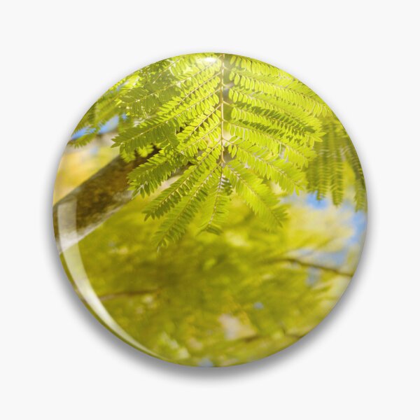 Item preview, Winter Foliage of Jacaranda Trees in Fujieda, Japan designed and sold by Pix4Japan.
