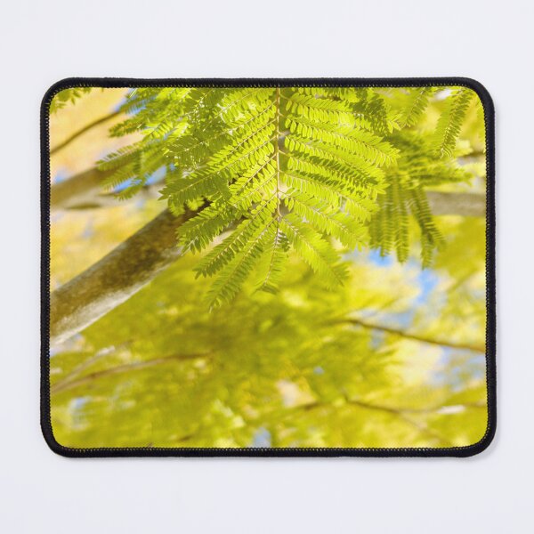 Item preview, Winter Foliage of Jacaranda Trees in Fujieda, Japan designed and sold by Pix4Japan.