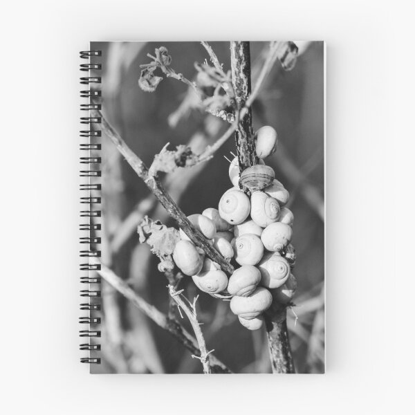 Item preview, Black and White Photo of Clustered Snail Shells on Dry Branches With Macro Texture designed and sold by Nmallia.
