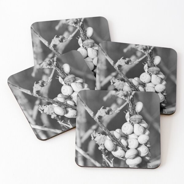 Item preview, Black and White Photo of Clustered Snail Shells on Dry Branches With Macro Texture designed and sold by Nmallia.