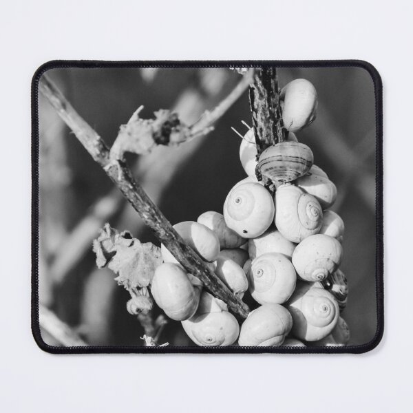 Item preview, Black and White Photo of Clustered Snail Shells on Dry Branches With Macro Texture designed and sold by Nmallia.