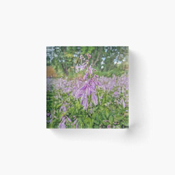 Item preview, Plantas de hosta en flor designed and sold by psychoshadow.