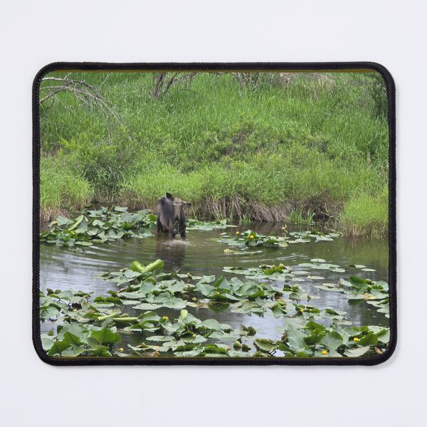 Item preview, Moose Among Water Lilies in a Peaceful Idaho Wetland designed and sold by Adventure Graphics.