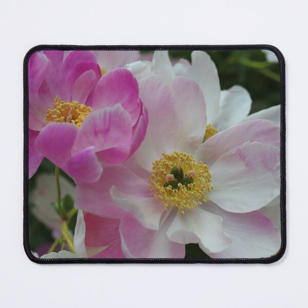 Item preview, Chinese Peony Beauties designed and sold by BostonArcImage.