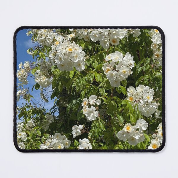 Item preview, White Climbing Roses Against Blue Summer Sky | Romantic Floral Nature Wall Art | Soft Petal Flower Print | Botanical Cottagecore Aesthetic | Spring Garden Decor | Feminine Floral Gift Design designed and sold by Zaitmiprints.
