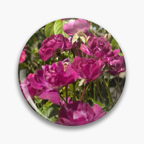 Item preview, Magenta Climbing Roses in Bloom – Vibrant Cottage Garden Floral Photography  Soft Petal Flower Print | Botanical Cottagecore Aesthetic | Spring Garden Decor | Feminine Floral Gift Design designed and sold by Zaitmiprints.