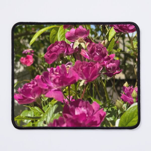 Item preview, Magenta Climbing Roses in Bloom – Vibrant Cottage Garden Floral Photography Soft Petal Flower Print | Botanical Cottagecore Aesthetic | Spring Garden Decor | Feminine Floral Gift Design designed and sold by Zaitmiprints.