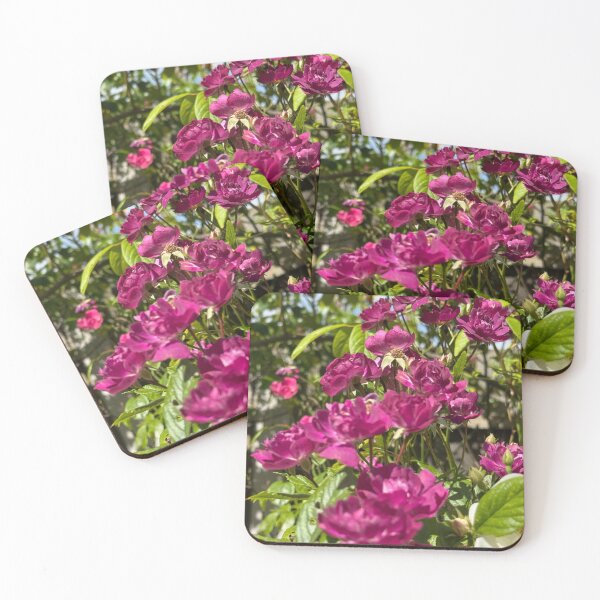 Item preview, Magenta Climbing Roses in Bloom – Vibrant Cottage Garden Floral Photography  Soft Petal Flower Print | Botanical Cottagecore Aesthetic | Spring Garden Decor | Feminine Floral Gift Design designed and sold by Zaitmiprints.