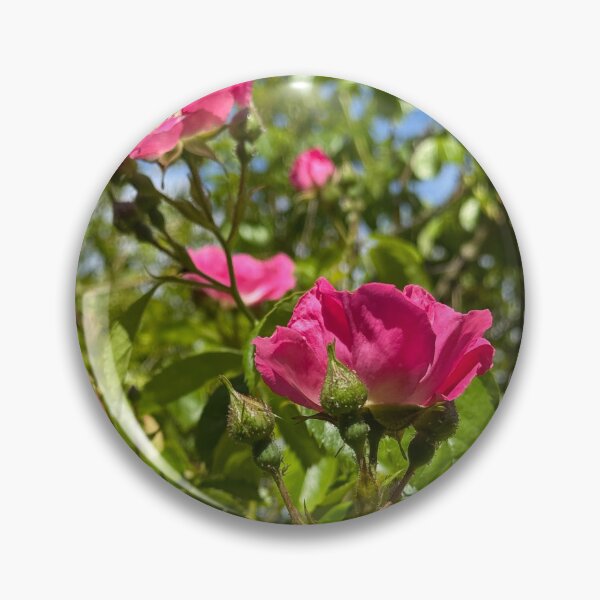 Item preview, Pink Climbing Roses in Bloom – Vibrant Cottage Garden Floral Photography Soft Petal Flower Print | Botanical Cottagecore Aesthetic | Spring Garden Decor | Feminine Floral Gift Design designed and sold by Zaitmiprints.