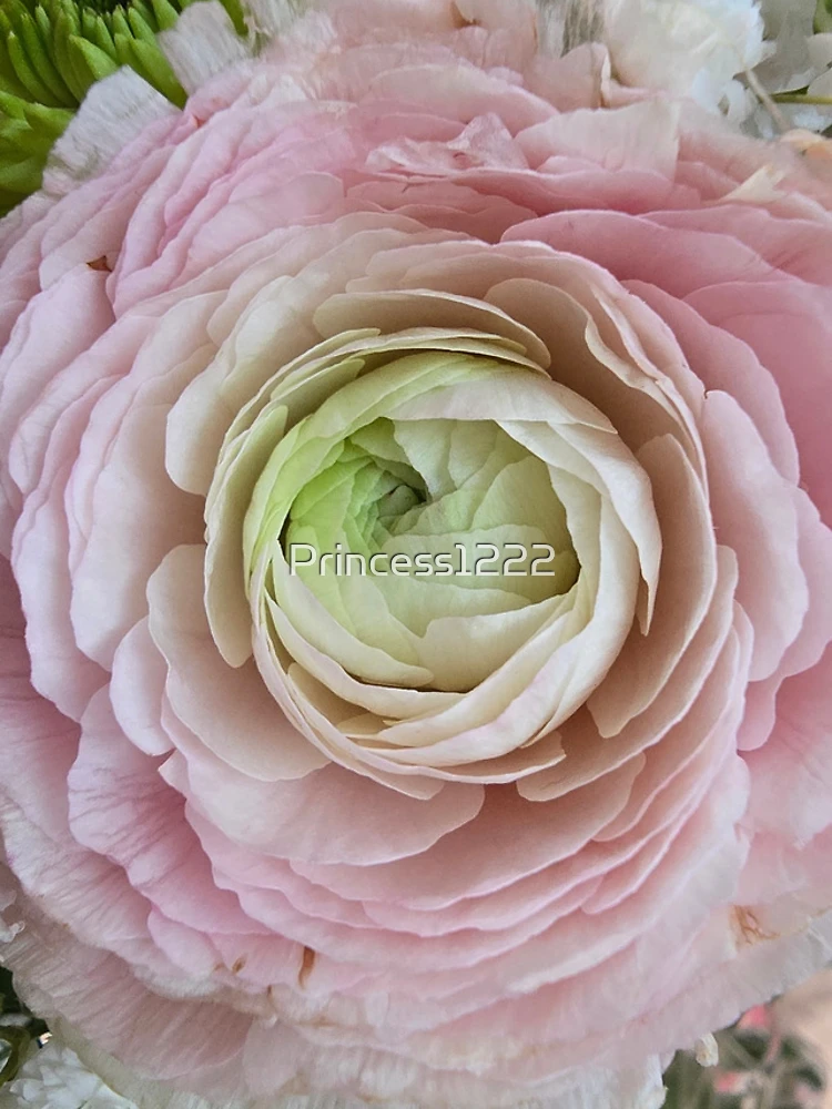 Thumbnail 4 of 4, iPhone Case, Pink Ranunculus designed and sold by Princess1222.