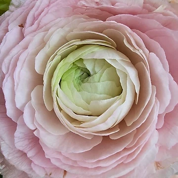 Artwork thumbnail, Pink Ranunculus by Princess1222