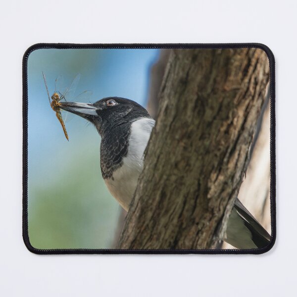 Item preview, Pied Butcherbird designed and sold by robdanimalphotography.
