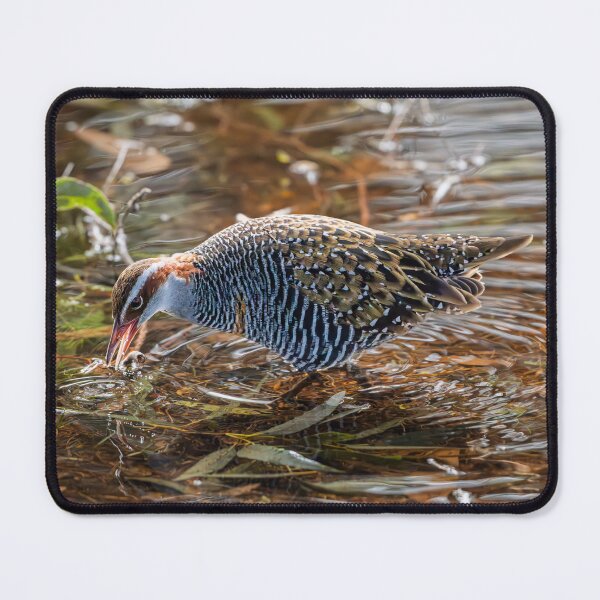 Item preview, Buff‑banded Rail at Herdsman Lake  designed and sold by Jan Fijolek.
