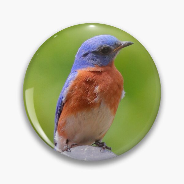 Item preview, Eastern Blue Bird  designed and sold by Parks and X.