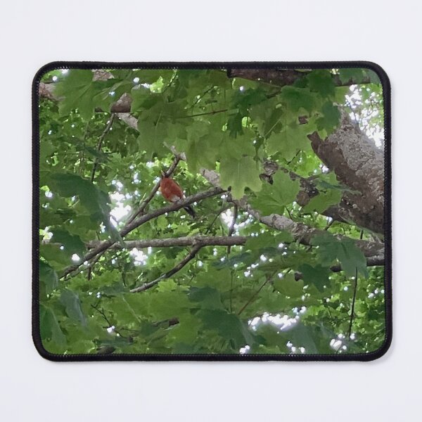 Item preview, Robin in a Tree designed and sold by Amanda1775.
