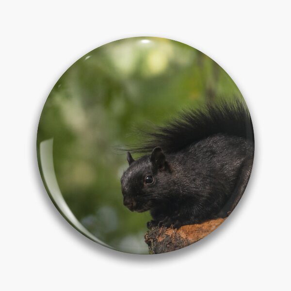 Item preview, Black Squirrel Woodland Watch designed and sold by AutumnLeAnnDesigns.