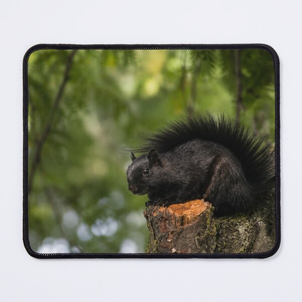 Item preview, Black Squirrel Woodland Watch designed and sold by AutumnLeAnnDesigns.