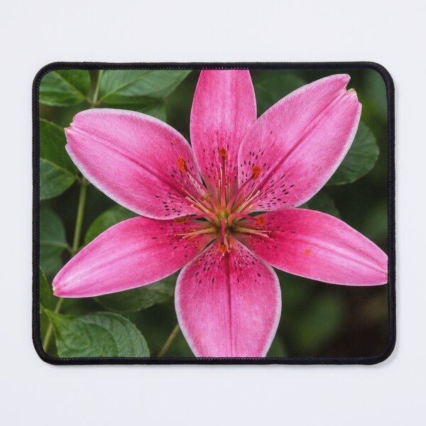 Item preview, Radiant Pink Lily in Bloom designed and sold by AutumnLeAnnDesigns.