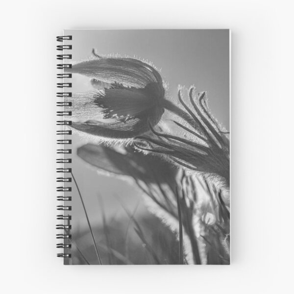 Item preview, Delicate Pasque Flower Sunlight designed and sold by Salabarriad.