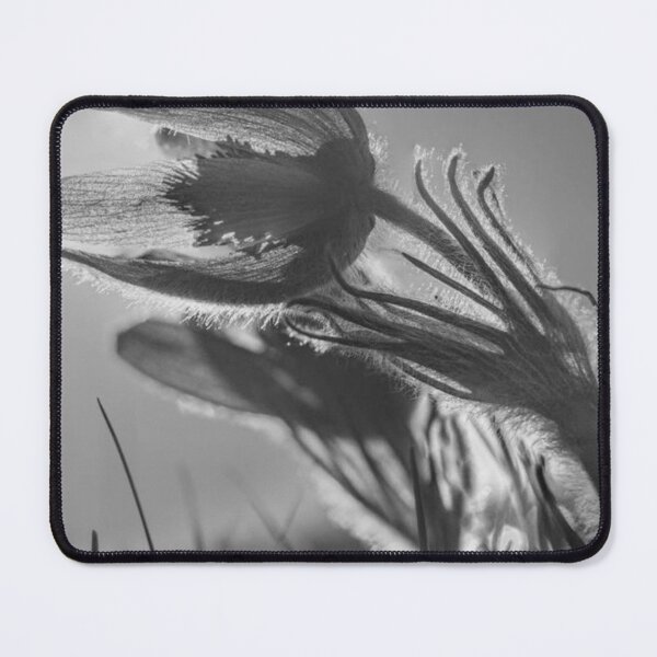Item preview, Delicate Pasque Flower Sunlight designed and sold by Salabarriad.