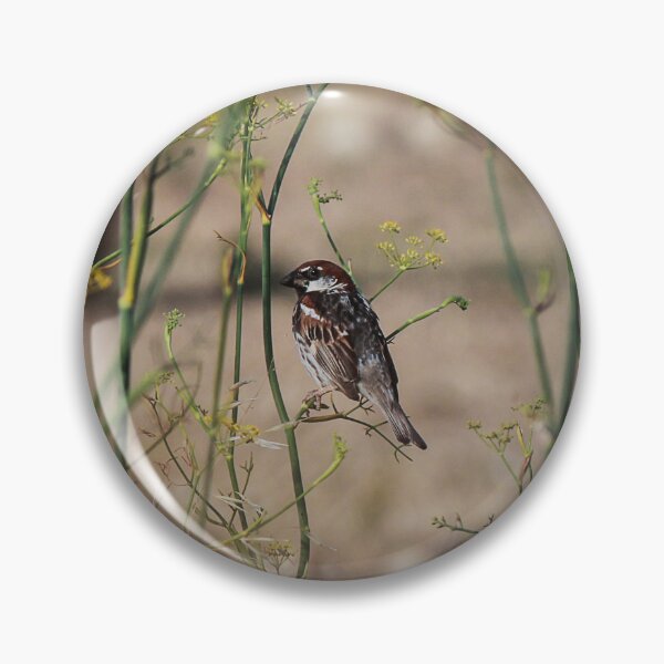 Item preview, Song Sparrow Perched Among Wild Fennel Stems in Dry Meadow, Small Brown Bird Close-Up designed and sold by Nmallia.