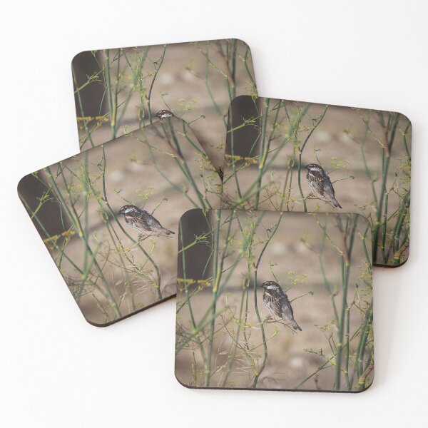 Item preview, Song Sparrow Perched Among Wild Fennel Stems in Dry Meadow, Small Brown Bird Close-Up designed and sold by Nmallia.