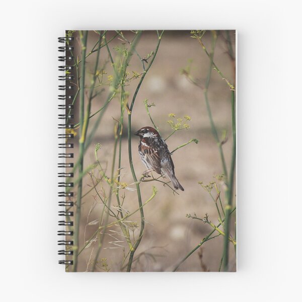 Item preview, Song Sparrow Perched Among Wild Fennel Stems in Dry Meadow, Small Brown Bird Close-Up designed and sold by Nmallia.