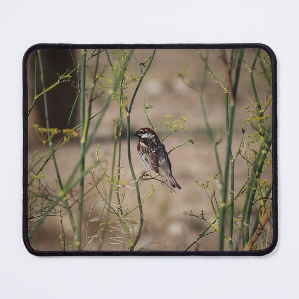 Item preview, Song Sparrow Perched Among Wild Fennel Stems in Dry Meadow, Small Brown Bird Close-Up designed and sold by Nmallia.