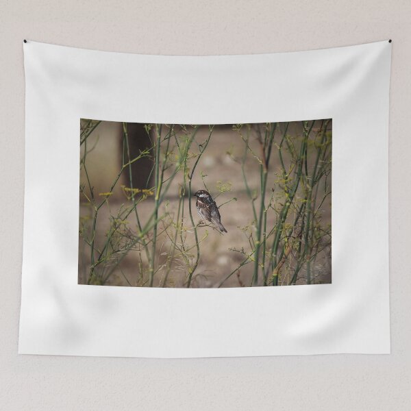 Item preview, Song Sparrow Perched Among Wild Fennel Stems in Dry Meadow, Small Brown Bird Close-Up designed and sold by Nmallia.