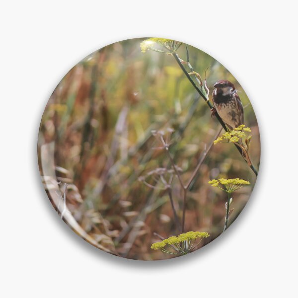 Item preview, Song Sparrow Perched Among Wild Fennel Stems in Dry Meadow, Small Brown Bird Close-Up designed and sold by Nmallia.