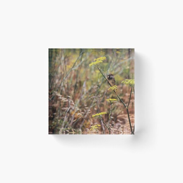Item preview, Song Sparrow Perched Among Wild Fennel Stems in Dry Meadow, Small Brown Bird Close-Up designed and sold by Nmallia.