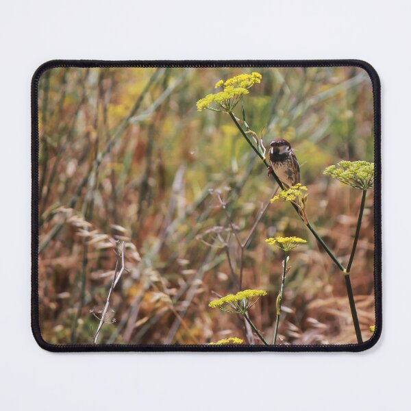 Item preview, Song Sparrow Perched Among Wild Fennel Stems in Dry Meadow, Small Brown Bird Close-Up designed and sold by Nmallia.