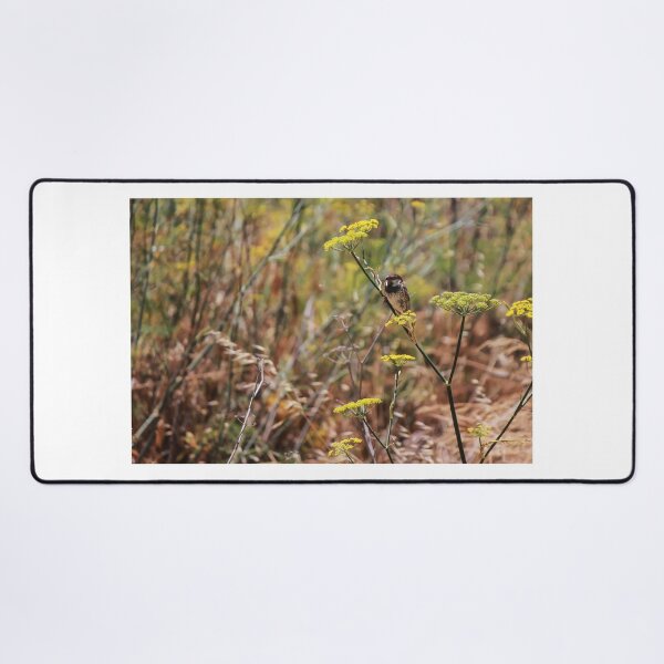 Item preview, Song Sparrow Perched Among Wild Fennel Stems in Dry Meadow, Small Brown Bird Close-Up designed and sold by Nmallia.