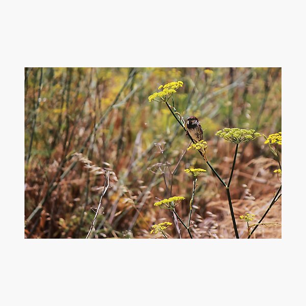 Item preview, Song Sparrow Perched Among Wild Fennel Stems in Dry Meadow, Small Brown Bird Close-Up designed and sold by Nmallia.