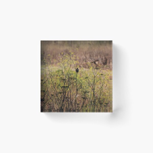 Item preview, Song Sparrow Perched Among Wild Fennel Stems in Dry Meadow, Small Brown Bird Close-Up designed and sold by Nmallia.