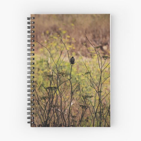 Item preview, Song Sparrow Perched Among Wild Fennel Stems in Dry Meadow, Small Brown Bird Close-Up designed and sold by Nmallia.