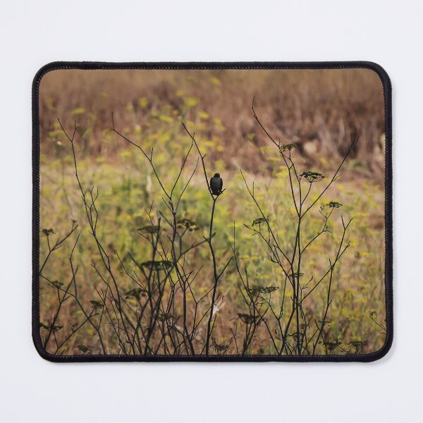 Item preview, Song Sparrow Perched Among Wild Fennel Stems in Dry Meadow, Small Brown Bird Close-Up designed and sold by Nmallia.