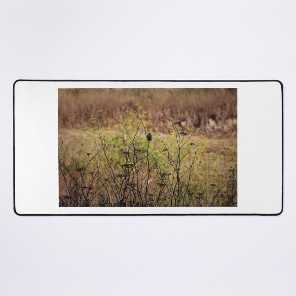 Item preview, Song Sparrow Perched Among Wild Fennel Stems in Dry Meadow, Small Brown Bird Close-Up designed and sold by Nmallia.