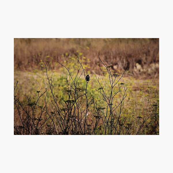 Item preview, Song Sparrow Perched Among Wild Fennel Stems in Dry Meadow, Small Brown Bird Close-Up designed and sold by Nmallia.