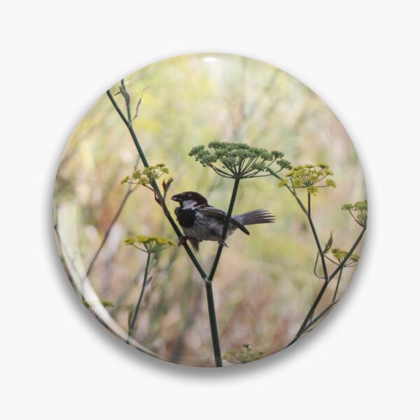 Item preview, Song Sparrow Perched Among Wild Fennel Stems in Dry Meadow, Small Brown Bird Close-Up designed and sold by Nmallia.